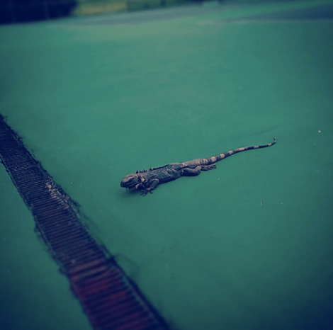 captura-de-pantalla-2017-09-10-a-las-14-24-32